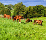 Ubicacin para SALON SUD TRADITION: Haras National de Uzs (Uzs)