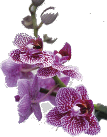 logo fr ORCHIDAYS 2026